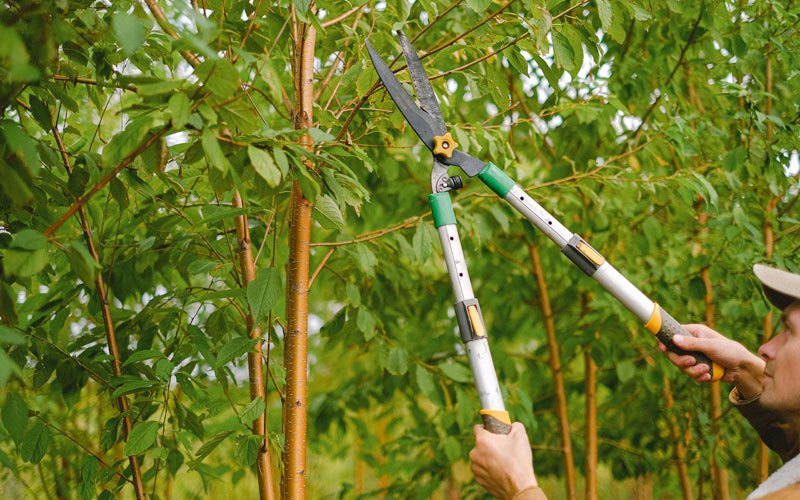 Tree trimming in Gates, OR